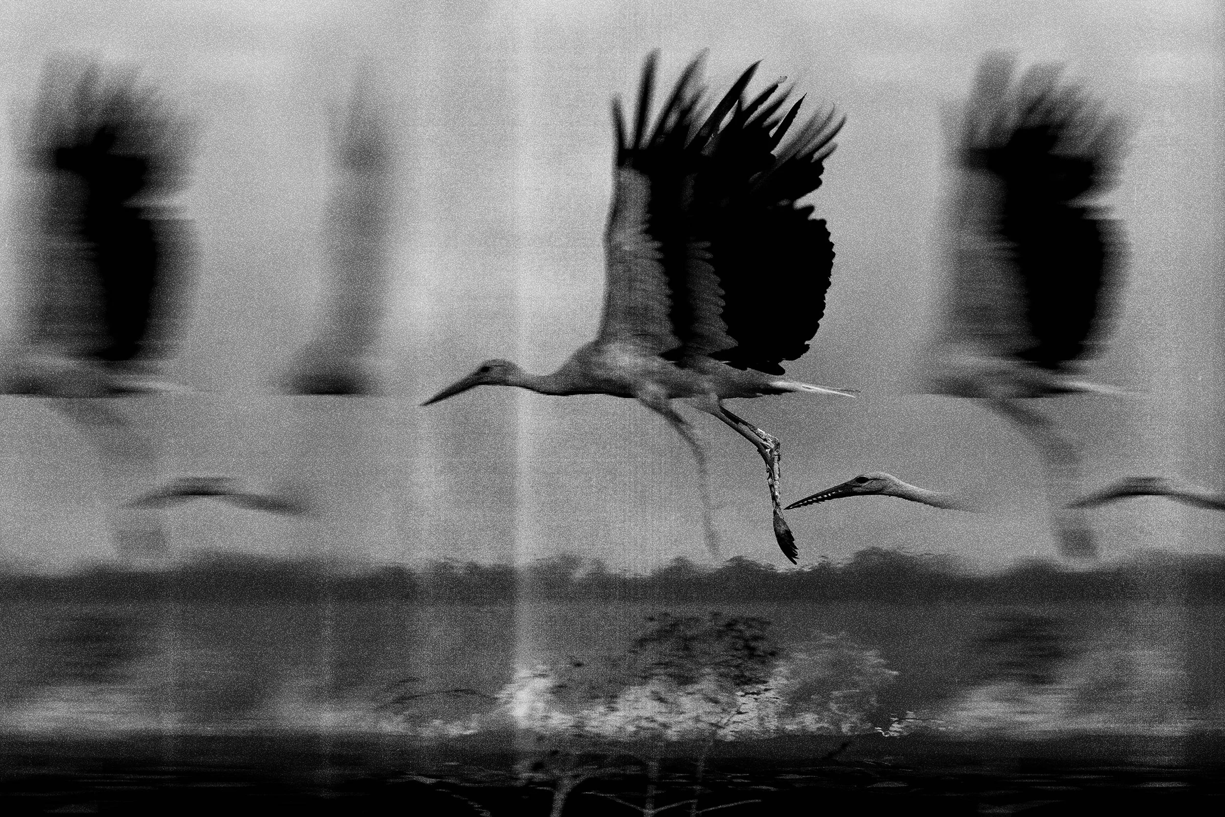 A black and white photo of a large bird in flight over water, with some motion blur and reflection.